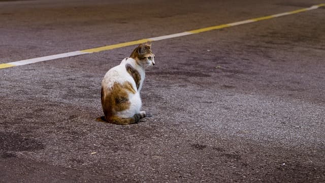Gato na rua