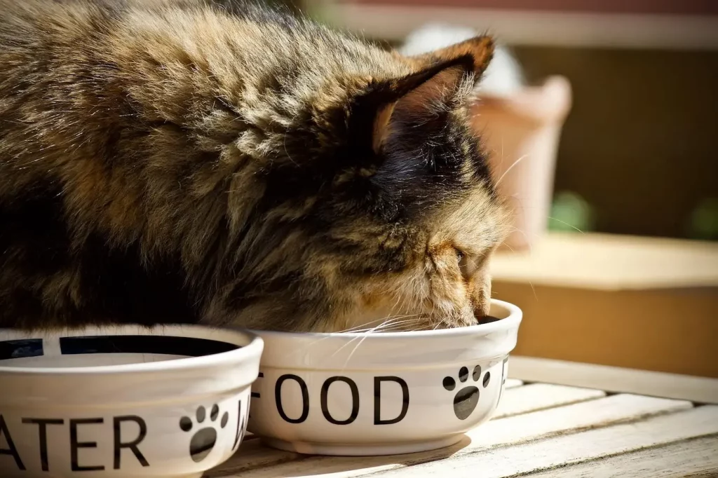 melhor comida para gatos