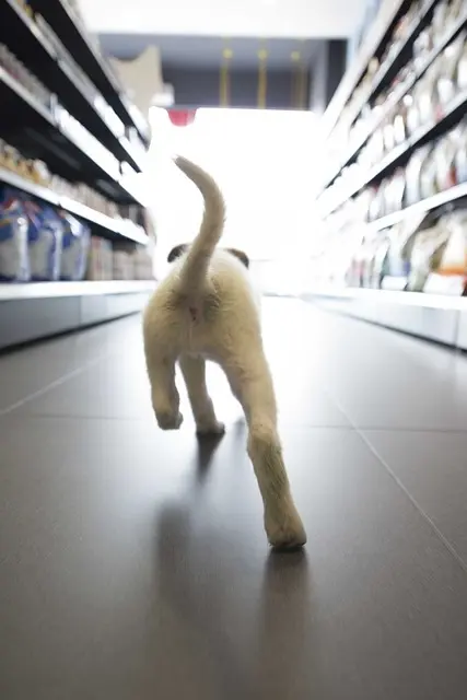 Pet Shop Bem Avaliado: Como Encontrar o Melhor Estabelecimento para o seu Animal de Estimação